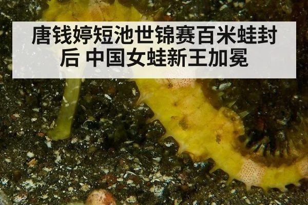 唐钱婷短池世锦赛百米蛙封后 中国女蛙新王加冕